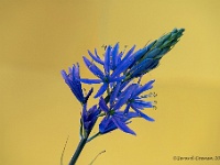 20200424 075 Focus  Camassia : Camassia