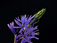 20200424 23 1 Focus  Camassia : Camassia