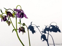 20200424 0094  Licht en schaduw : Aquilegia