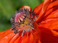 20200504 0009  Papaverhart : Papaver