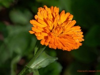 20200507 122 Focus  Goudsbloem, Calendula : Calandula