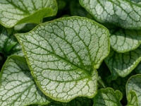 20200509 0002  Brunnera Jack Frost : Brunnera