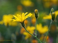 20200510 0011  Gevlekt havikskruid : Hieracium