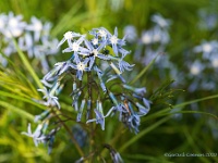 20200511 0047  Amsona : Amsonia