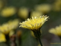 20200521 0001  Lente impressie : Hieracium