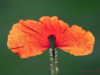 20200525 0003  Papaver in tegenlicht : Papaver