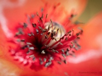 20200707 0004  Papaver : Papaver