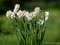 20210416 0002 : Planten, Mijn planten, Narcis