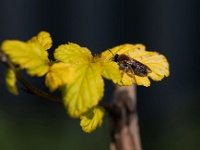 20210421 0020 : Grauwe schildwants, Bijen, Roodgatje