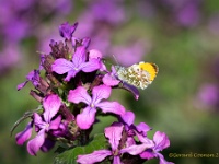 20210423 0015  Oranjetipje op Judaspenning : Dieren, Vlinders, Oranjetipje