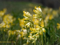 20210425 0065  Sleutelbloemen : Planten, Mijn planten, Primula