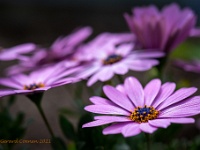 20210509 0036  Spaanse margrieten : Oseospermum