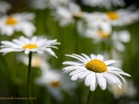 20210601 0032  Margrieten : Leucanthemum, Mijn planten, Planten