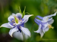 20210602 0132  Akelei : Aquilegia