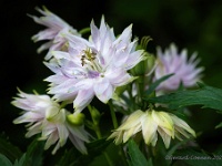 20210602 0138  Akelei : Aquilegia