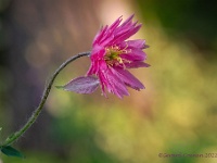 20210603 36 43 focusstacking  Akelei : Aquilegia