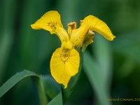 20210603 98 127 focusstacking  Iris : Iris