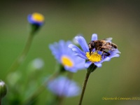 20210604 0165  Blinde bij : Blinde bij, Bijen, Dieren