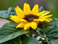 20210604 1 31 focusstacking  Helianthenum : Helianthus, Mijn planten, Planten