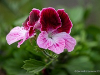 20210604 64 93 focusstacking  Geranium : Pelargonium, Mijn planten, Planten