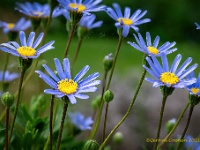 20210604 97 126 focusstacking  Spaanse margrieten : Onbekend, Mijn planten, Planten