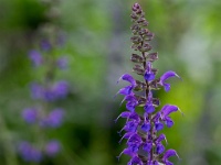 20210605 0094 : Nepeta, Mijn planten, Planten