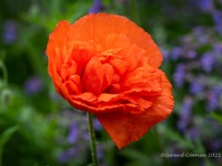 20210605 0105 : Papaver, Mijn planten, Planten