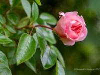 20210605 0124 : Rosa, Mijn planten, Planten