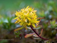 20210605 32 61 focusstacking : Sempervivum, Mijn planten, Planten