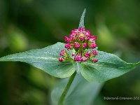 20210605 63 92 focusstacking : Valeriana, Mijn planten, Planten