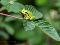 20210606 0022 : Boomkikkers, Kikkers, Dieren