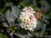 20210607 0329 : Physocarpus opulifolium, Mijn planten, Planten, Dieren, Vlinders, Zandoogjes, Bont zandoogje