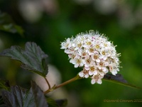 20210607 0370 : Physocarpus opulifolium, Mijn planten, Planten