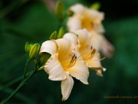 20210627 0040 : Onze tuin, Planten, Mijn planten, Hemerocallis