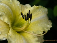 20210630 0005 : Planten, Mijn planten, Hemerocallis