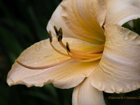 20210630 0007 : Planten, Mijn planten, Hemerocallis