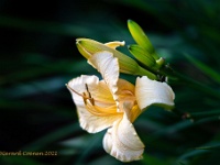 20210711 0003 : Planten, Mijn planten, Hemerocallis