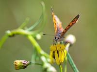 20210711 0163 : Dieren, Vlinders, Kleine vuurvlinder