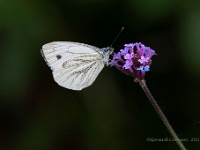 20210717 0012 : Dieren, Vlinders, Witjes, Klein geaderd witje