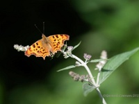 20210717 0022 : Dieren, Vlinders, Gehakkelde aurelia