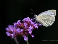 20210718 0039 : Dieren, Vlinders, Witjes, Klein geaderd witje