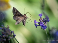 20210720 0033 : Dieren, Vlinders, Gammauiltje