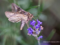 20210720 0036 : Dieren, Vlinders, Gammauiltje