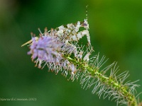 20210723 0226 1 : Dieren, Sprinkhanen, Bidsprinkhanen