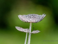 20210802 38 49 focusstacking : Planten, Paddenstoelen, Hazenpootje