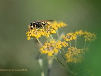 20210805 0016 : Dieren, Wespen, Franse veldwesp