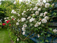 20210612 0056 : Onze tuin