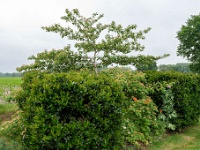 20210612 0105 : Onze tuin