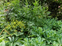 20210619 0020 : Onze tuin