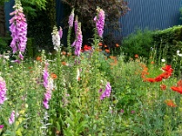 20210619 0029 : Onze tuin